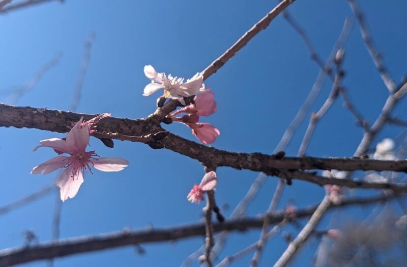 静岡の桜②.jpg