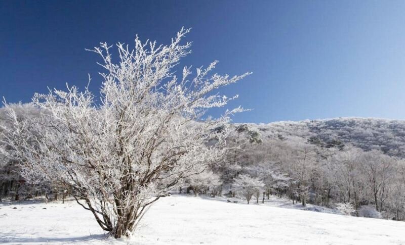 面ノ木園地の雪景色