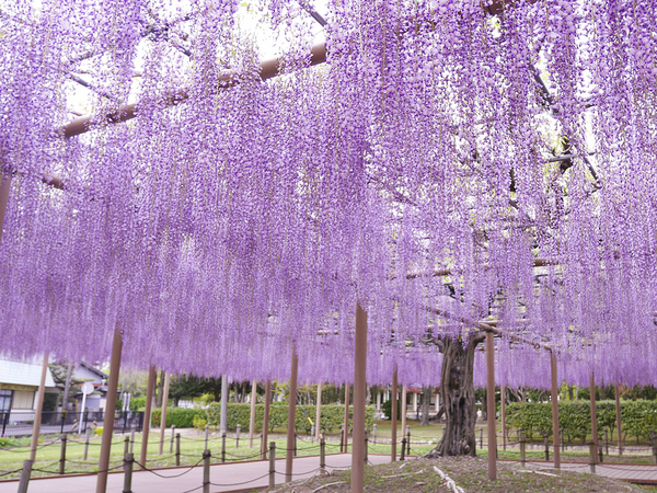 津島市 天王川公園の藤棚と池に映る橋の風景
